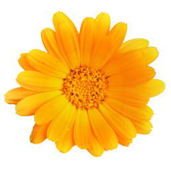 Calendula
