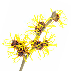fleur d'hamamélis